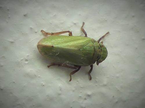 Tettigometra virescens